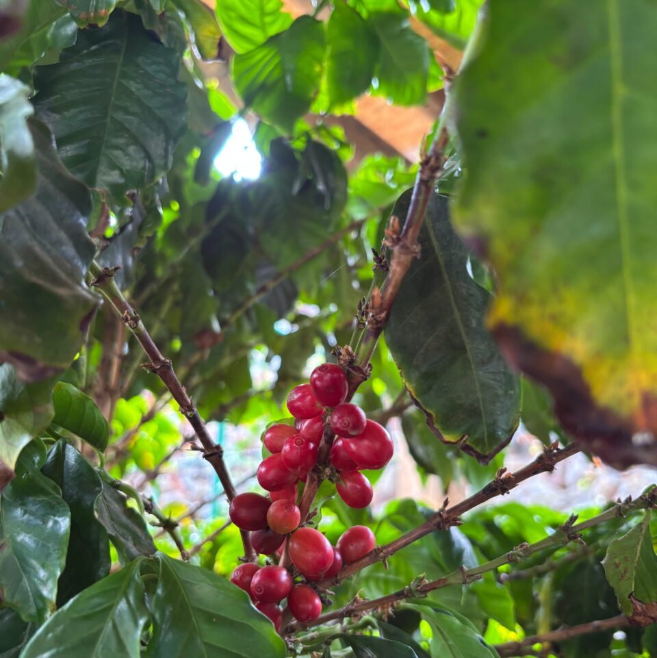 Bacche di caffè Arabica sulla pianta a Finca Los Castaños, Gran Canaria